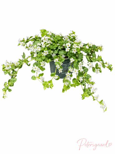 Bacoba Hvid