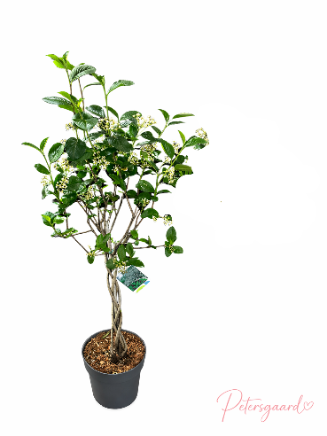 Opstammet aronia (surbær) 🌿