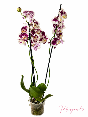 🌸 3-grenet orkidé (Phalaenopsis) 🌸