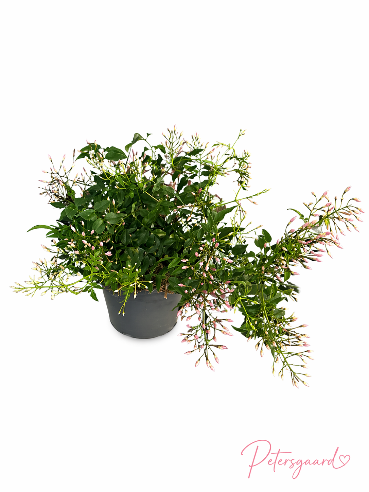 🌿 Jasmin – duftende og elegant 🌿