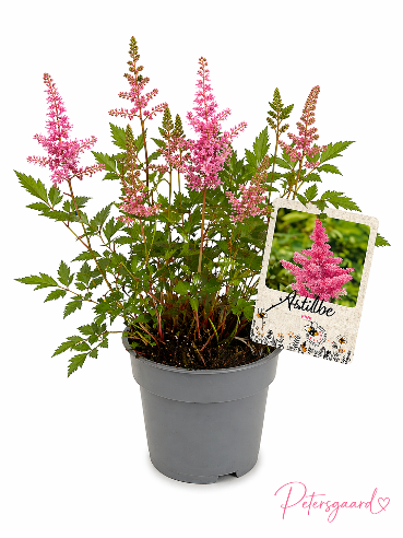 Astilbe Pink