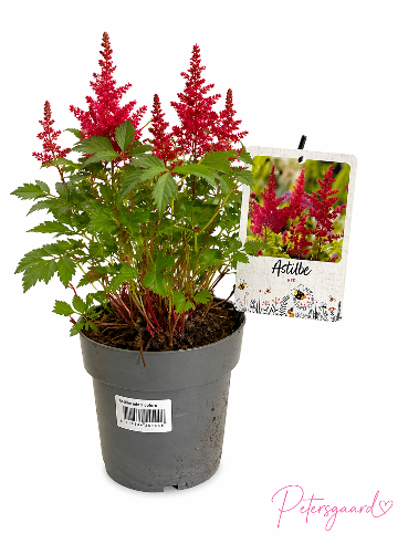Astilbe Rød