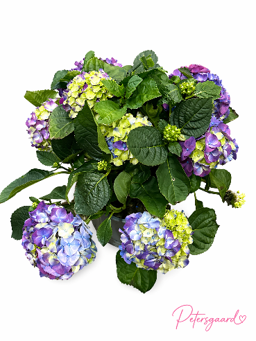 Hortensia Lilla