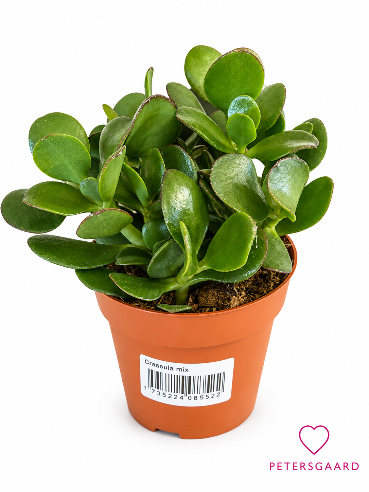 Crassula Minova magic