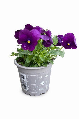 Hornviol mørk violet