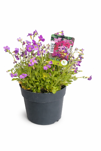 Aubrieta – stenbedsplante i mørk violet