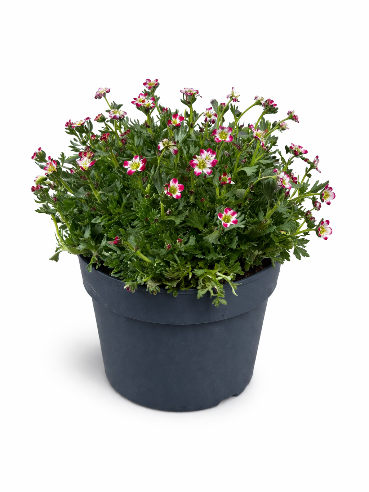 Saxifraga Rød/Hvid stenbedsplante STOR (17 cm potte)