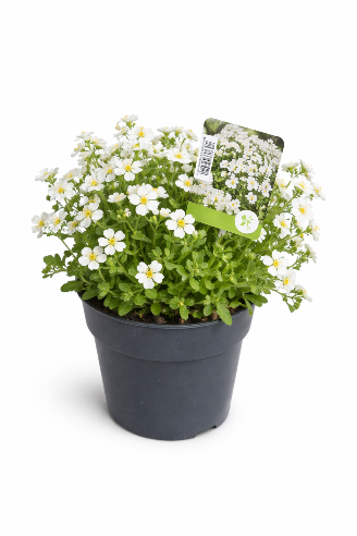 Aubrieta – stenbedsplante i Hvid