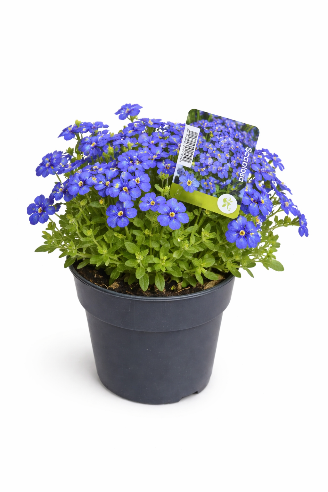 Aubrieta – stenbedsplante i blå