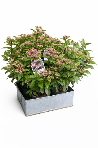 Viburnum tinus – 13 cm potte