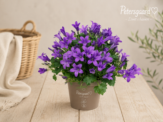 Campanula Lilla/Blå