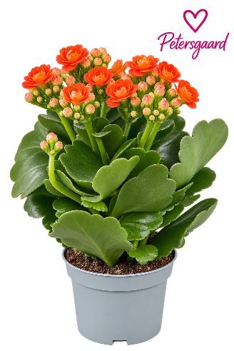 Orange Kalanchoe – farverig og nem stueplante