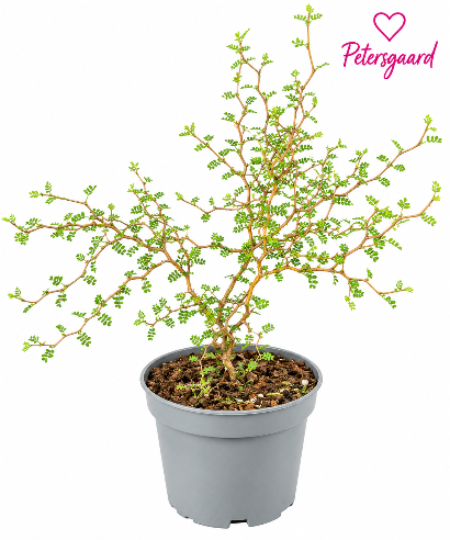 Sophora Little Baby