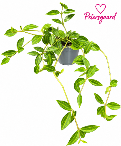 Peperomia Stripe Mini