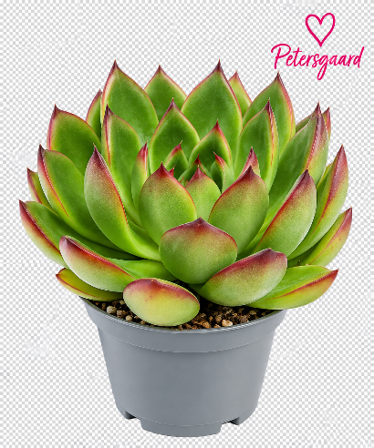 Echeveria Christmas - 6 cm potte