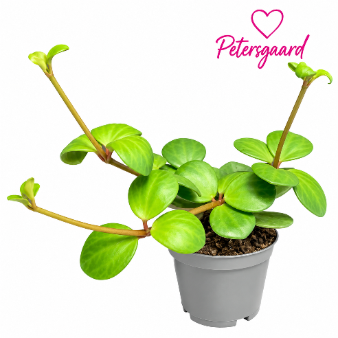 Peperomia Mini (Radiatorplante)