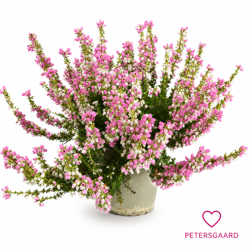Erica cinerea ‘Plum’ – Klokkelyng