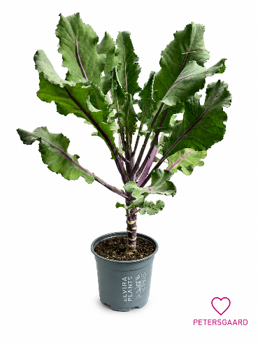 Opstammet pyntekål – Brassica