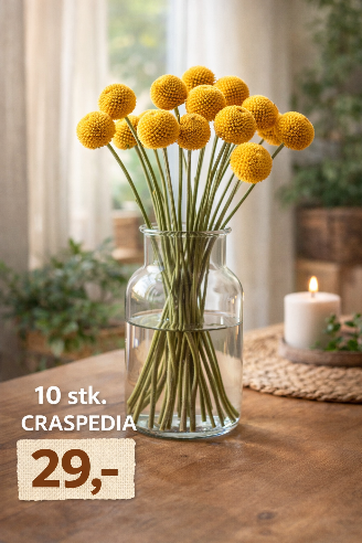 Craspedia/Trommestikker i bundt med 10 stk.