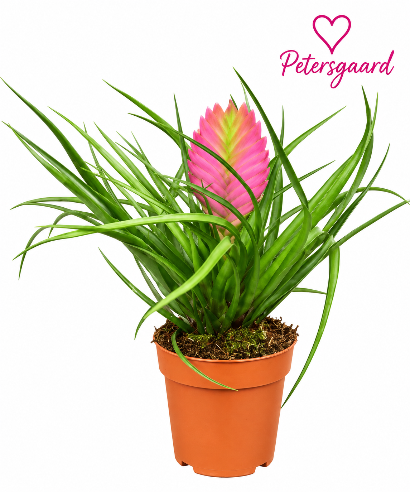 Tillandsia Cynanea Lyserød
