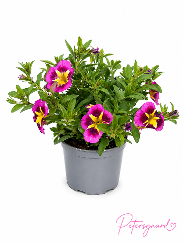 Petunia Sunrise- Calibrachoa Million bells