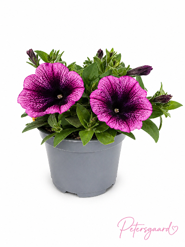 Petunia Pink med sort øje (calibrachoa)