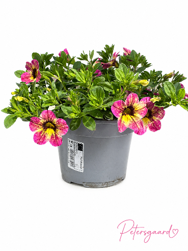 Petunia Pink/Gul- Calibrachoa Million bells