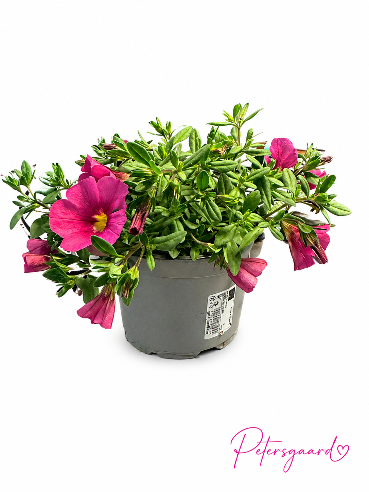 Petunia Pink (calibrachoa)