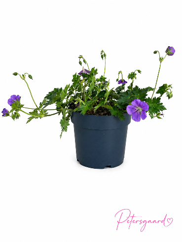 💜 Storkenæb (Geranium) – let og naturlig skønhed 💜