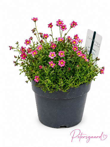 Saxifraga Lyserød stenbedsplante