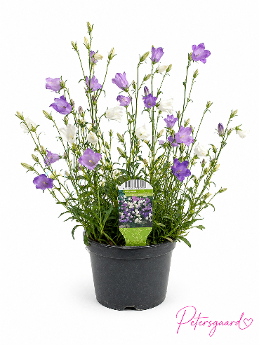 Campanula persicifolia (klokkeblomst) Staude