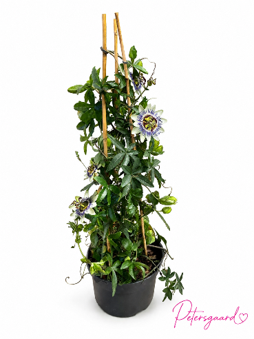 Passiflora /Passionsblomst