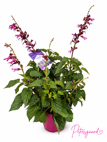 Salvia Lyserød / Staudesalvie
