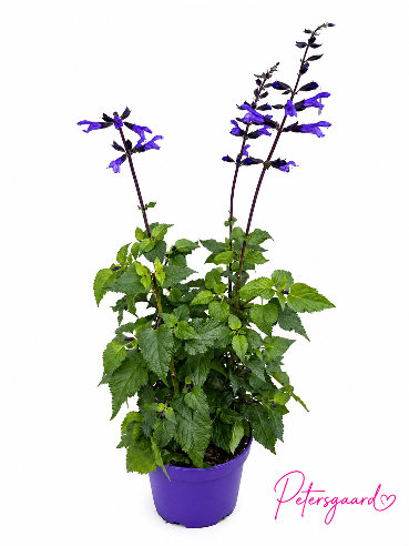 Salvia Blå / Staudesalvie
