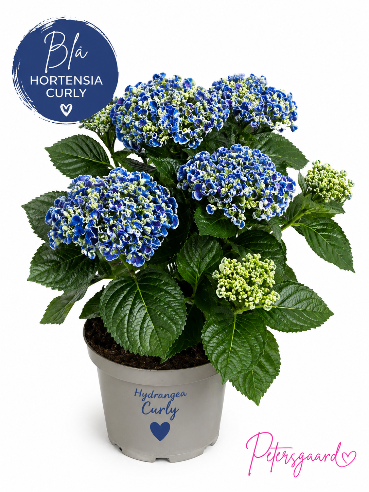 Smuk Hortensia “Curly” - Blå