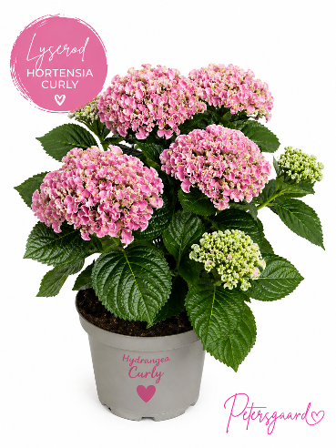 Smuk Hortensia “Curly” - Lyserød