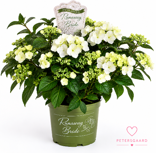 Runaway Bride Hortensia
