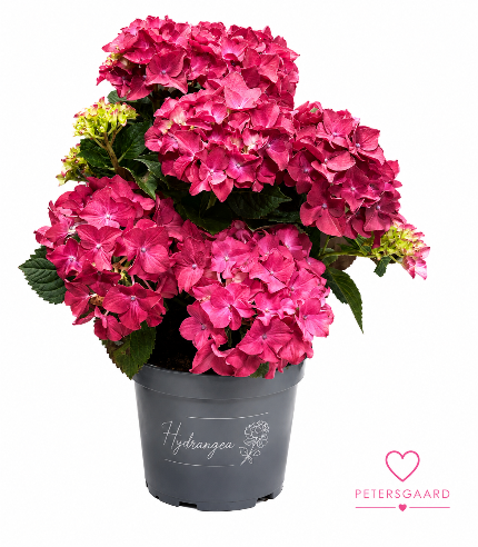 Hortensia Rød