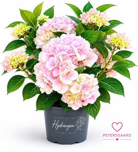 Hortensia Lys Rosa
