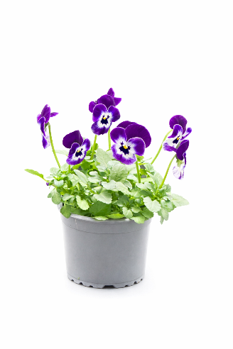 Hornviol Purple Face
