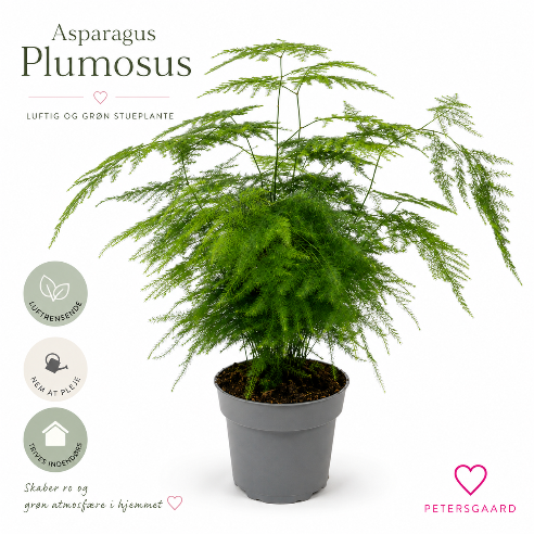 Asparagus Plumosus – Elegant og luftig stueplante