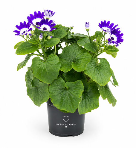 Senetti Blå