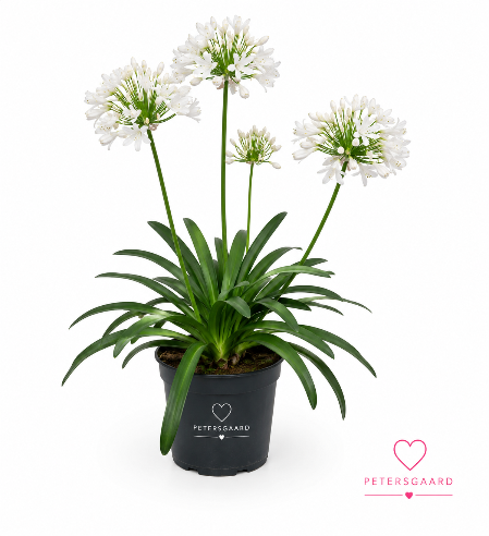 Agapanthus Hvid