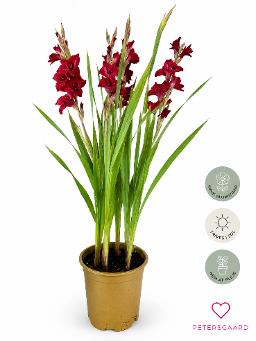 Rød Gladiolus – Elegant sommerblomst med imponerende blomstring