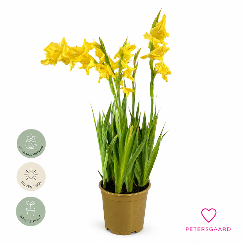 Gul Gladiolus – Elegant sommerblomst med imponerende blomstring