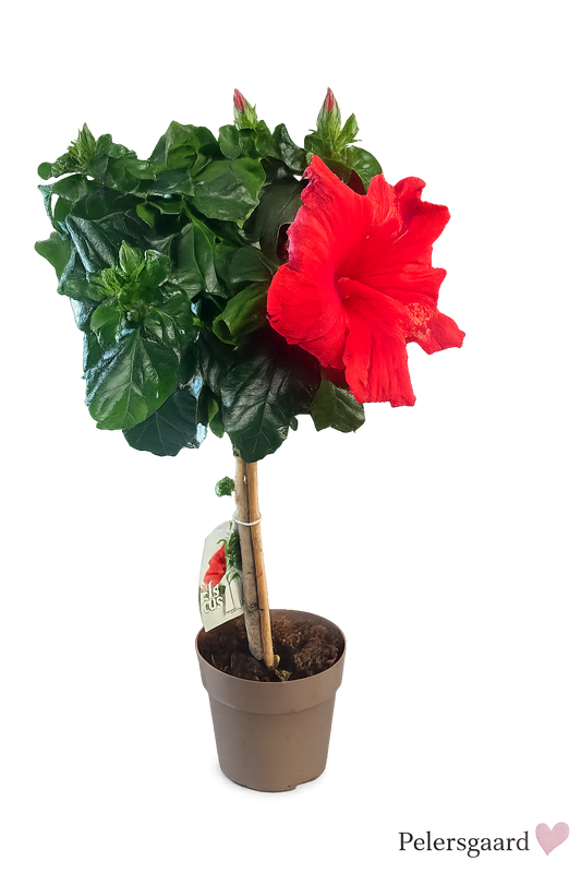 Rød Hibiscus - Hawaii Blomst