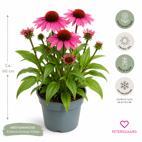 Pink Solhat – Echinacea purpurea