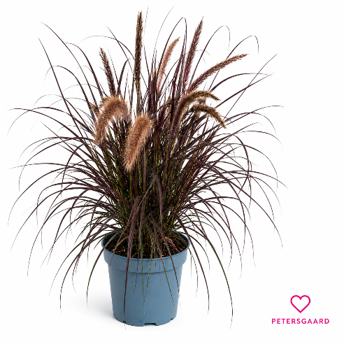 Lampepudsergræs 'Tiny Tails' (Pennisetum)