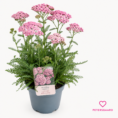 Røllike Staude Lyserød  - Achillea Millefolium