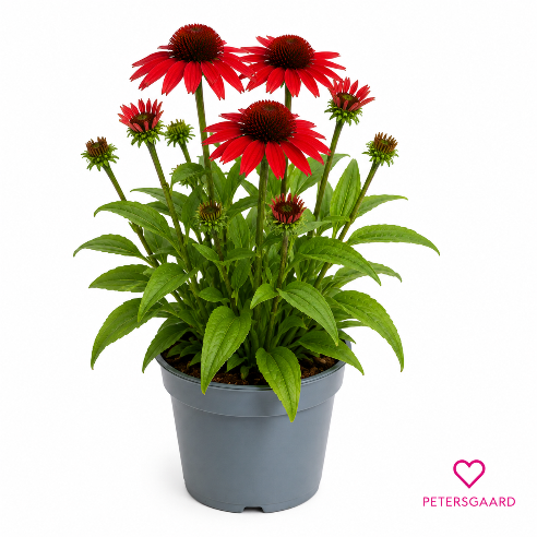 Rød Solhat – Echinacea purpurea